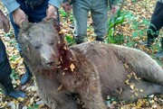 حمله خرس به یک مرد در یاسوج / اورژانس هوایی به محل حادثه اعزام شد
