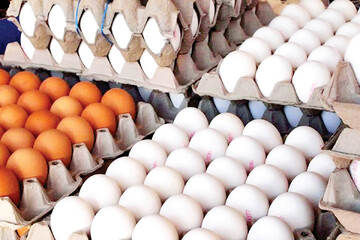 تخم‌مرغ ۲۰ درصد ارزان شد / هر شانه تخم در بازار چند؟