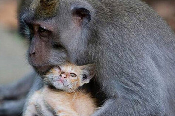 اقدام تحسین برانگیز میمون مهربان برای نجات بچه گربه از داخل چاه / فیلم
