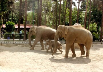 تصاویر دیدنی از آب‌تنی "‌مایسا" کوچولو بچه فیل باغ وحش ارم