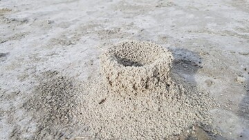 تصاویر حیرت انگیز از لانه عجیب مورچه‌ها در دریاچه بختگان / فیلم
