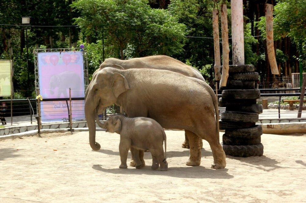 تصاویر دیدنی از آب‌تنی "‌مایسا" کوچولو بچه فیل باغ وحش ارم