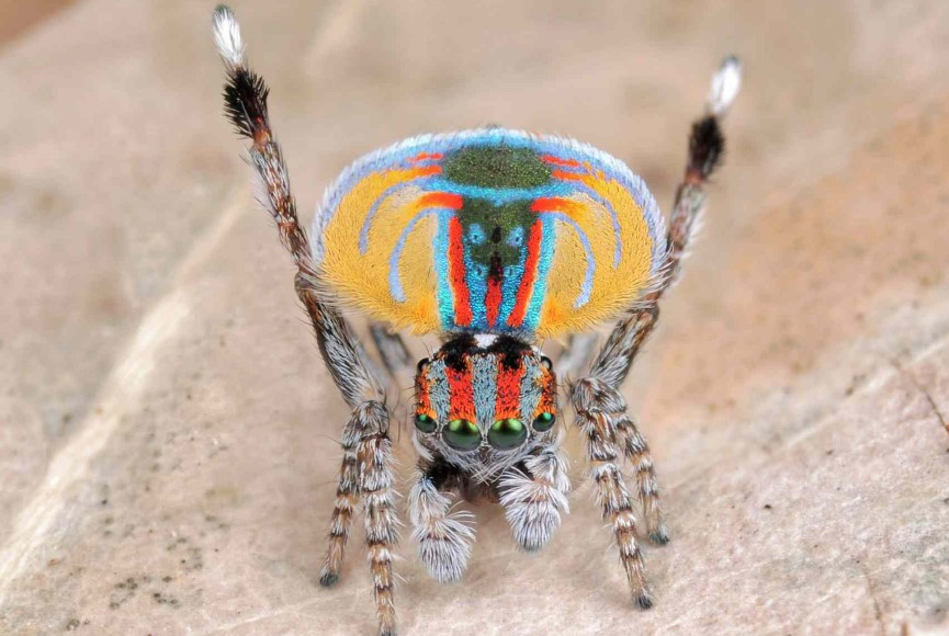 ویژگی عجیب عنکبوت‌ها که شبیه انسان است!
