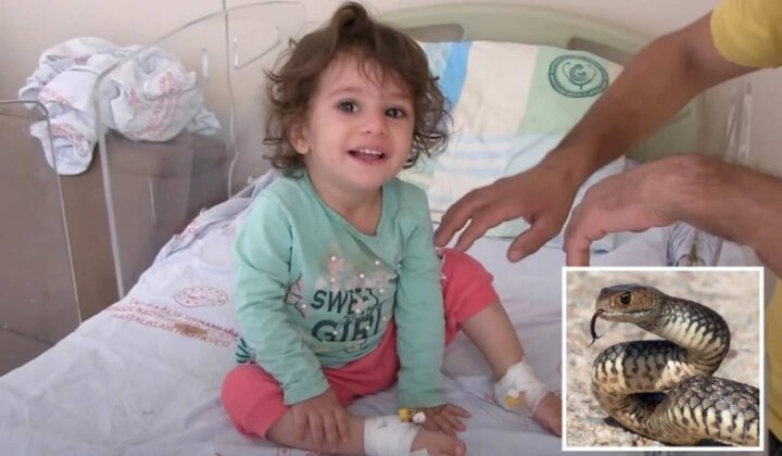 اتفاق عجیب برای دختر خردسال/ کودک ۲ ساله مار سمی را با دندان هایش کشت / تصاویر