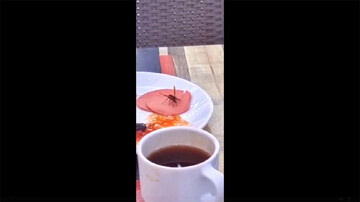 تصاویر عجیب و باورنکردنی از کالباس خوردن زنبور! / فیلم
