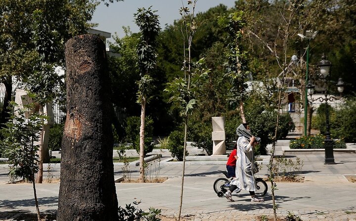 ۸۷ درخت در مجموعه انقلاب قطع شد