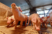 شیوع تب خوکی در این کشور آسیایی