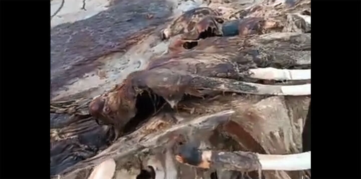 کشف لاشه نهنگ غول پیکر در هندیجان خوزستان / فیلم