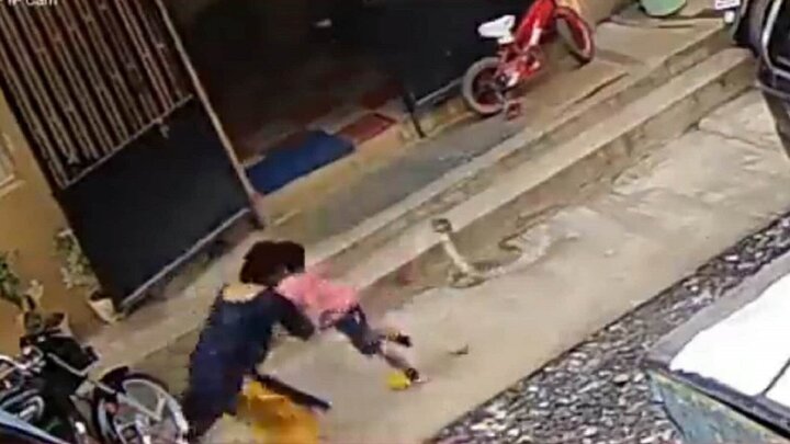 لحظه نفسگیر نجات کودک خردسال توسط مادر فداکار پیش از حمله مار کبرا / فیلم