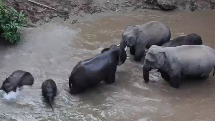 آب بازی فیل‌ها در رودخانه به دلیل گرمای شدید هوا / فیلم