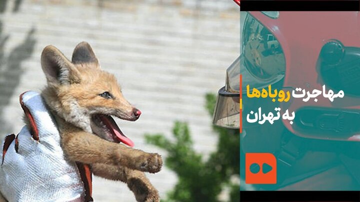 هجوم روباه‌ها به داخل شهر تهران / فیلم