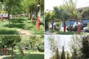 تصاویری تاسف بار از قطع درختان برای دیده شدن تابلو پزشکان! / فیلم
