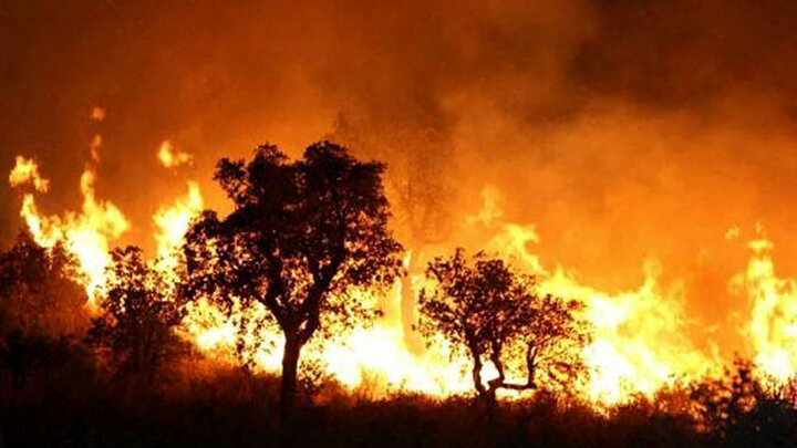 ویدیو های دیده نشده از آتش سوزی جنگل های شفت گیلان