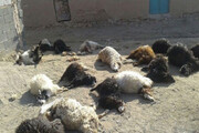 طوفان زابل گوسفندان را زیر خاک بُرد + فیلم