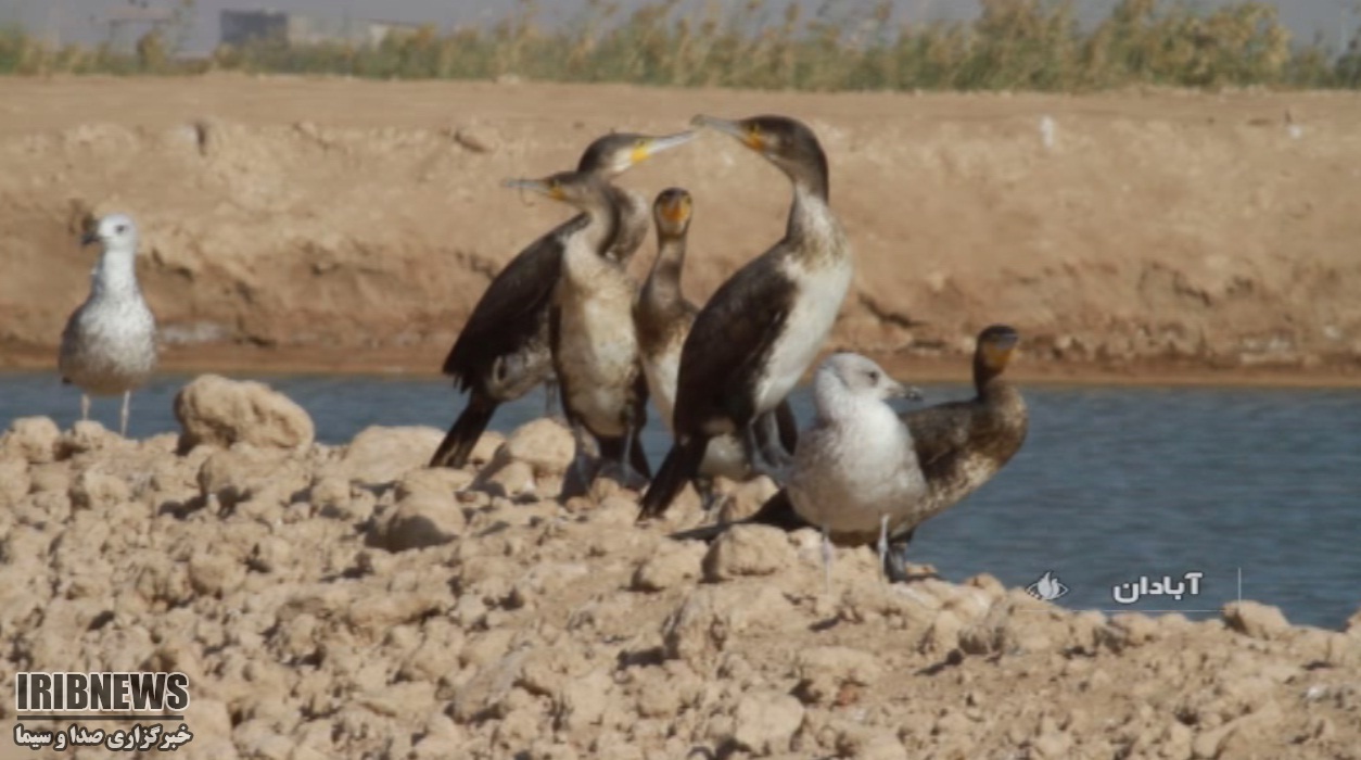 در تالاب ناصری شاهد مهاجرت پرندگان باشید