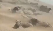 ماجرای انتشار ویدئوی دفن شدن گوسفندان در شن‌های روان چه بود؟