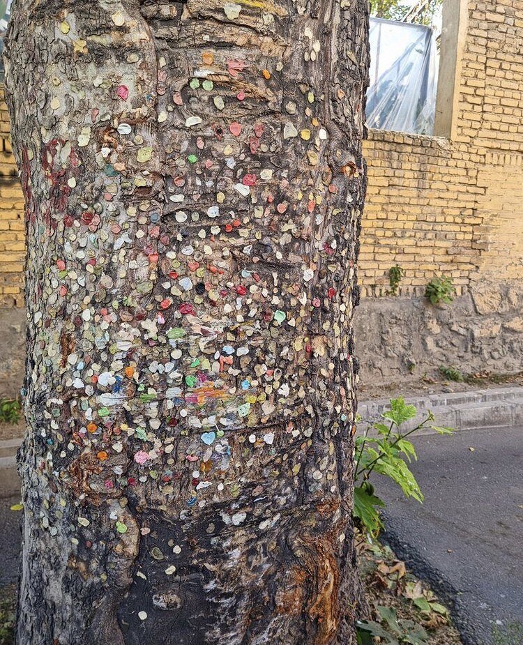 درخت آدامسی تهران کجاست؟(عکس)