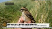 کشف پرنده عجیب در جزایر دورافتاده در شیلی + فیلم