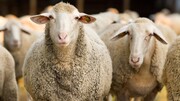 حیوان آزاری عجیب هنگام از بین بردن شپش گوسفندان + فیلم