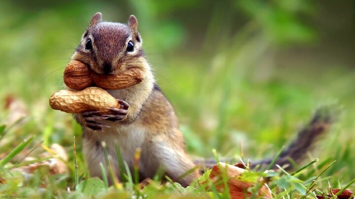 ویدیو جالب و خنده دار از دعوای دو سنجاب برای به دست آوردن غذا + فیلم
