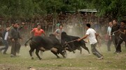 تصاویر دلهره آور از لحظه حمله مرگبار گاو وحشی به جوان ماجراجو + فیلم