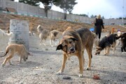وضعیت سگ‌های ولگرد در تهران بحرانی است / بعد از سگ‌ها نوبت به گرگ‌ها رسید!