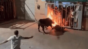 ویدیو دلخراش از لحظه حمله گاو با شاخ آتشین به مرد جوان در مراسم گاوبازی
