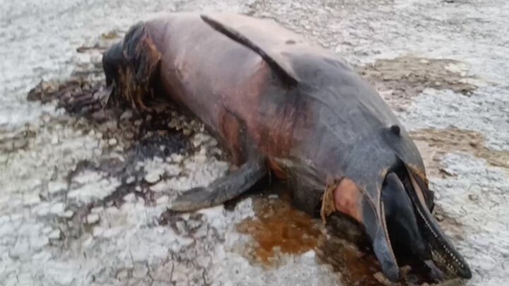تصاویری تلخ و غم انگیز از مرگ دلفین غول پیکر در ساحل بندر هندیجان + فیلم