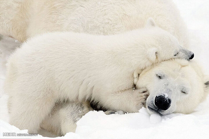 ویدیو دیدنی از بازی کردن خرس قطبی با توله چهار ماهه اش در پارک وحش