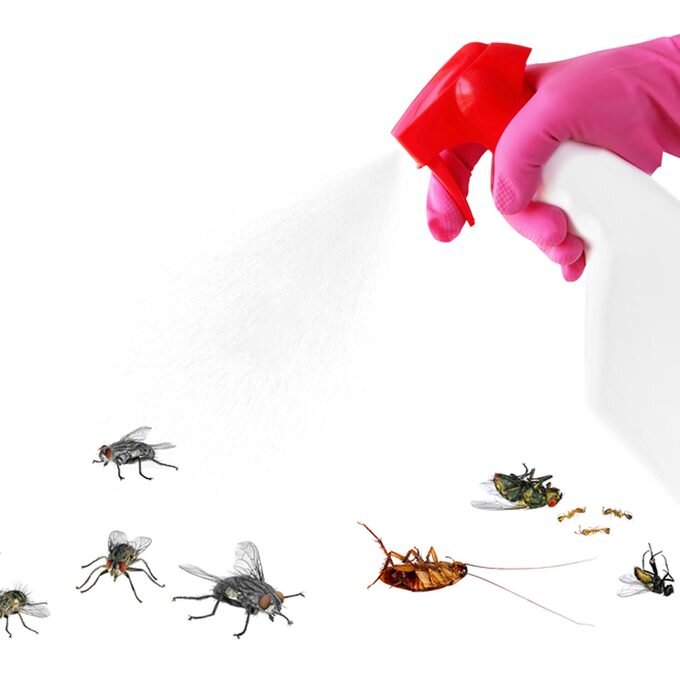 مورچه-ها-از-چه-چیزی بدشان-می-آید