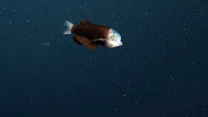 کشف عجیب ترین ماهی جهان با سر شفاف در اعماق خلیج + فیلم
