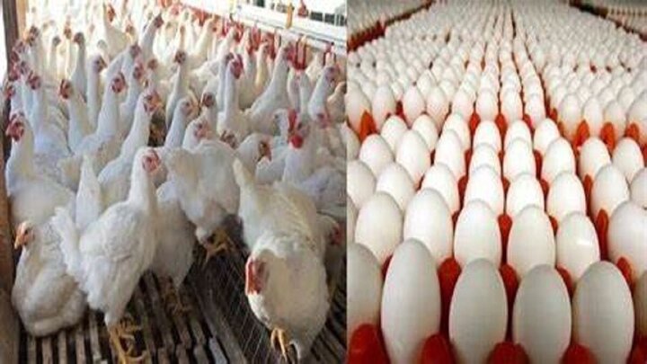 کاهش ۵۰ درصدی تقاضا برای خرید مرغ / تخصیص کالابرگ برای خرید مرغ در راه است؟