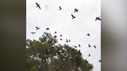 تصاویر ناراحت کننده از مرگ ده‌ها پرنده با قطع یک درخت در هند + فیلم