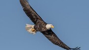 تصاویر دیدنی از لحظه غذادادن یک ماهیگیر به عقاب در حال پرواز + فیلم