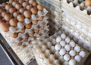 تولیدکنندگان تخم‌مرغ در زیان بسیار شدید هستند / قیمت تخم مرغ تغییر می‌کند؟