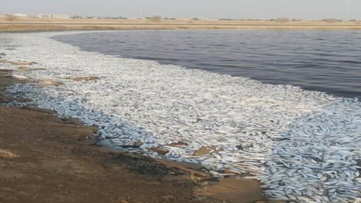 پشت پرده مرگ ماهیان در دریاچه ماهشهر
