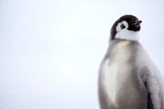 تولیدمثل مسن ترین پنگوئن کوچک دنیا با ۲۱ سال سن + فیلم