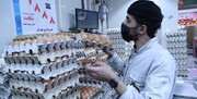 خبر جدید وزیر جهاد کشاورزی درباره قیمت مرغ و تخم‌مرغ