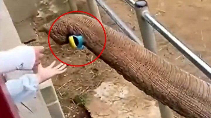 ویدیو احساسی از کار دلبری فیل مهربان برای کودک خرسال در باغ وحش