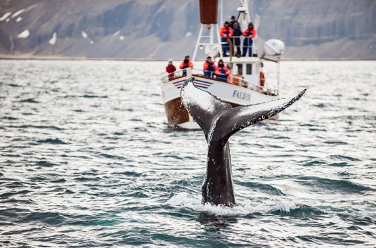 ۴ جاذبه گردشگری برتر در ایسلند + عکس