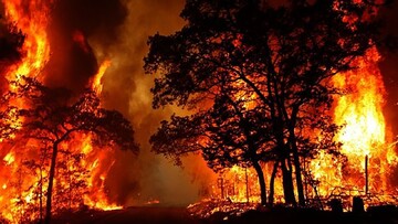 شعله های آتش به جان جنگل‌های ترکیه افتاد! + فیلم
