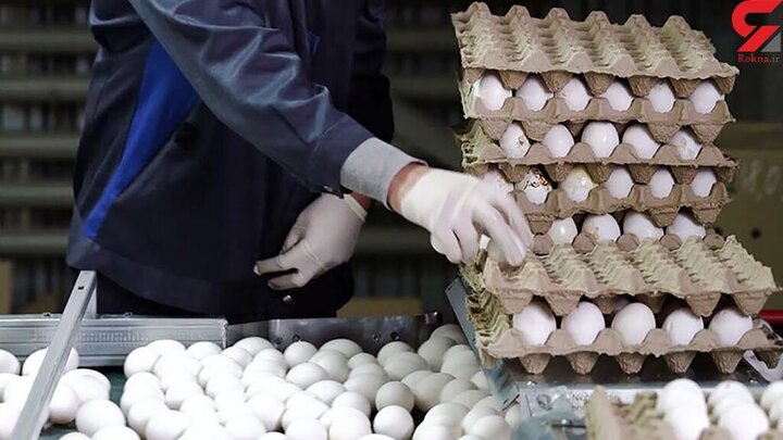 تخم‌مرغ ارزان‌ترین ماده پروتئینی است / منتظر گرانی دوباره تخم مرغ باشید!