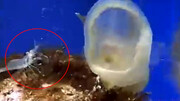 تصاویر حیرت انگیز از خورده شدن اسب دریایی توسط عروس دریایی در اعماق اقیانوس+ فیلم