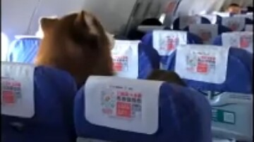 نشاندن عجیب سگ عظیم الجثه روی صندلی هواپیما + فیلم