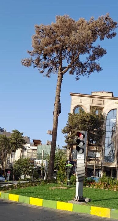 قطع درخت های کهنسال میدان امام حسین (ع) در کاشان + فیلم