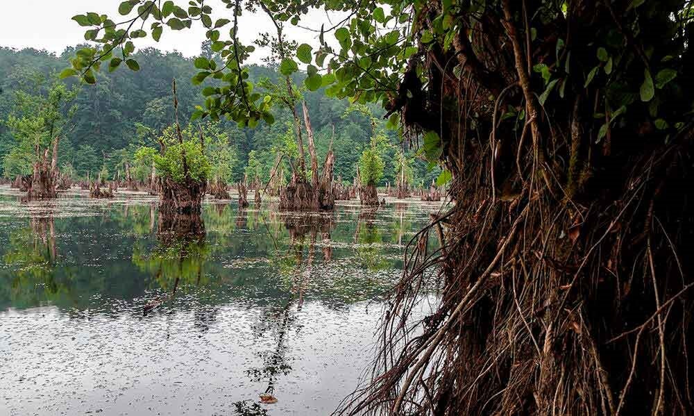 دریاچه‌ای خوف‌ناک در میان جنگل‌های مازندران