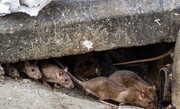حمله موش های نروژی به خیابان های تهران + شناسایی ۵۰ هزار کلونی / فیلم