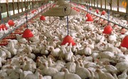 قیمت مرغ دوباره گران می‌شود