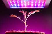 نور مصنوعی برای گیاهان چیست؟