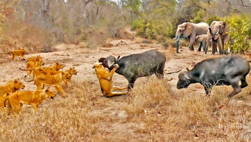 ویدیو غم انگیز از حمله گروهی ۲۲ شیر گرسنه به ۲ گاو!